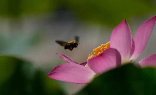摩根证券 夏至，荷趣是一种喜悦灵魂的审美韵味——王名才摄影作品选